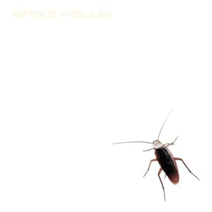Successor by Spike Hellis, cover art