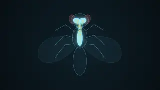 A top-down hologram of a fruit fly in faint cyan outline, wings spread and six legs out. Its nervous system glows inside: two brain lobes in the head joined through the neck to the nerve cord in the thorax, threaded with gold and cyan neuron fibres.