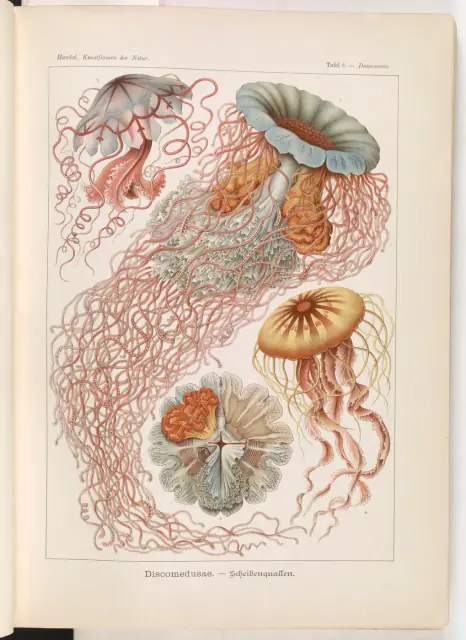Discomedusae (Plate 8), from Kunstformen der Natur by Ernst Haeckel; lithograph by Adolf Giltsch, 1904
