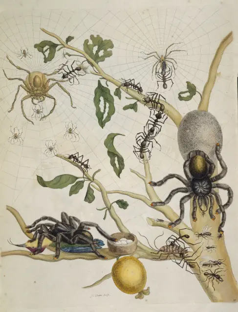 Spiders, Ants and a Hummingbird on a Guava Branch (Plate 18), from Metamorphosis Insectorum Surinamensium by Maria Sibylla Merian, 1705