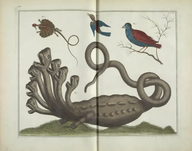 Seven-Headed Hydra (Plate CII), from Thesaurus (Locupletissimi rerum naturalium thesauri) by Albertus Seba, 1734